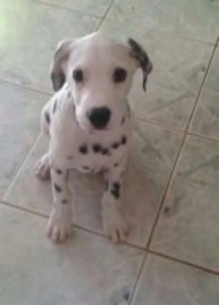 Cachorro raça Dálmatas  idade 2 anos nome Boby