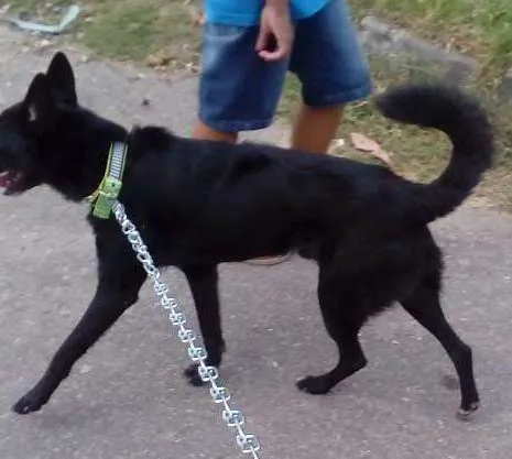 Cachorro ra a Normal idade 1 ano nome Lobinho