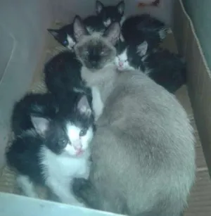 Gato raça VIRA LATA idade 2 a 6 meses nome SEM NOME