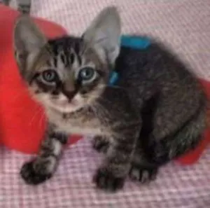 Gato raça  idade Abaixo de 2 meses nome sem nome