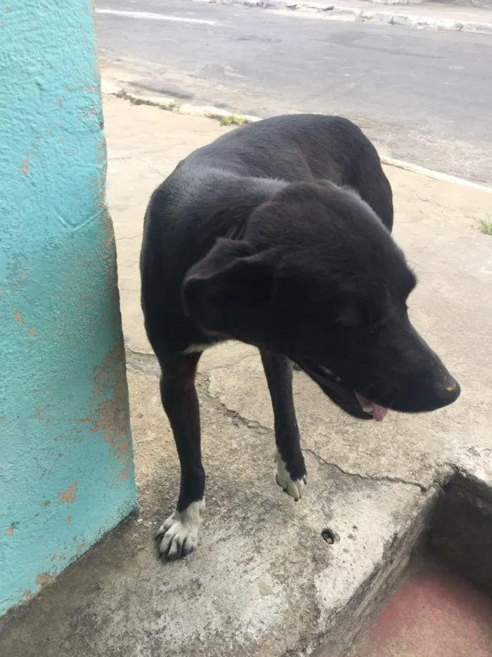 Cachorro ra a Vira-lata  idade 1 ano nome Neguinha