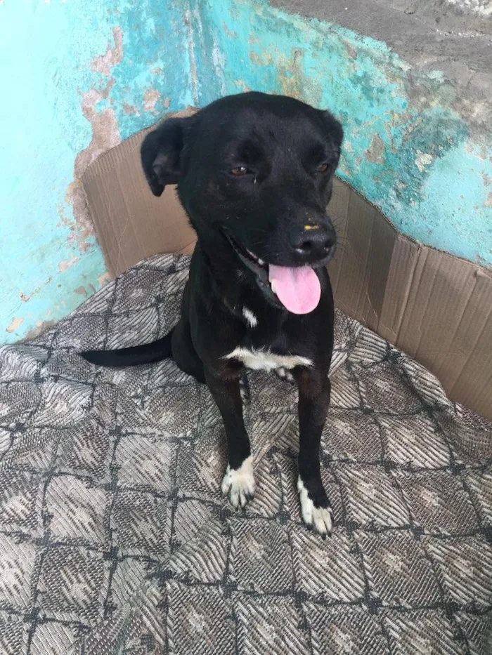 Cachorro ra a Vira-lata  idade 1 ano nome Neguinha