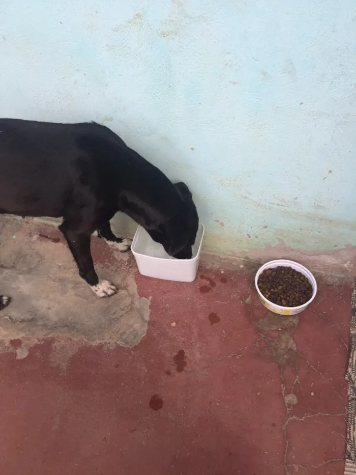 Cachorro ra a Vira-lata  idade 1 ano nome Neguinha