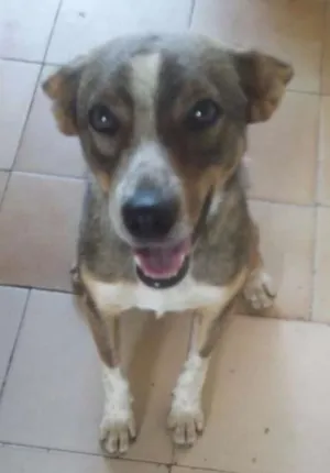 Cachorro raça  idade 7 a 11 meses nome MAX