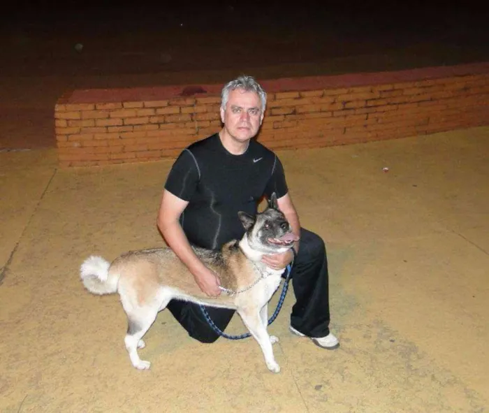 Cachorro raça AKITA idade 6 ou mais anos nome Kira