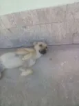 Espertinha