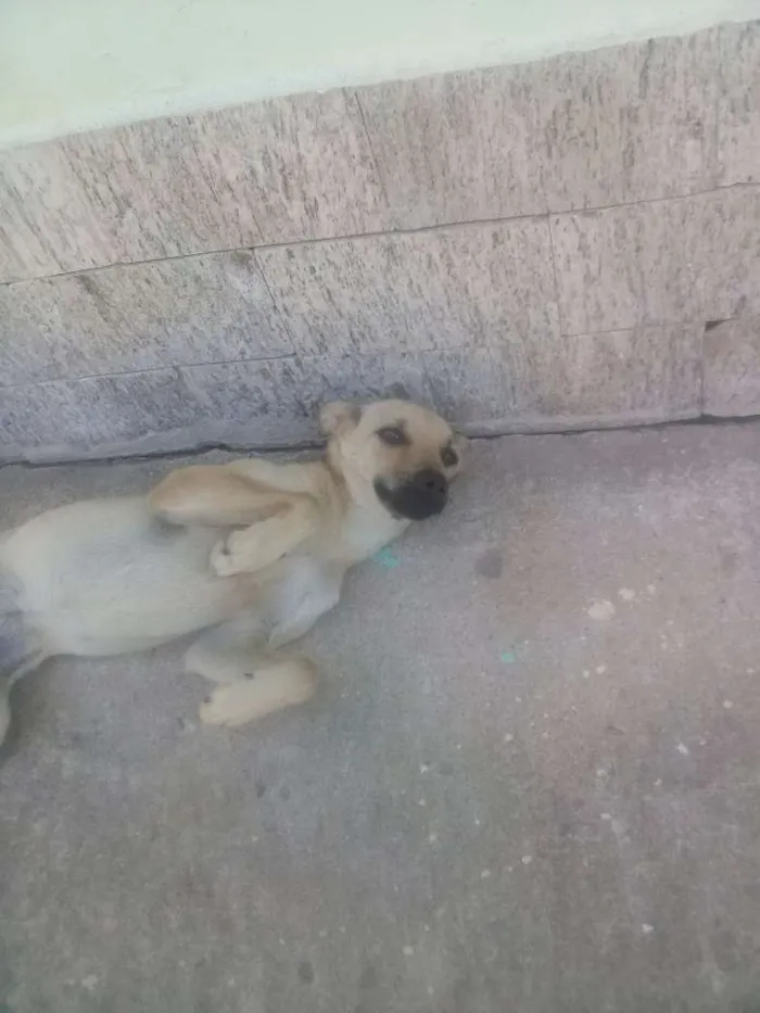 Cachorro ra a Vira lata idade 2 a 6 meses nome Espertinha