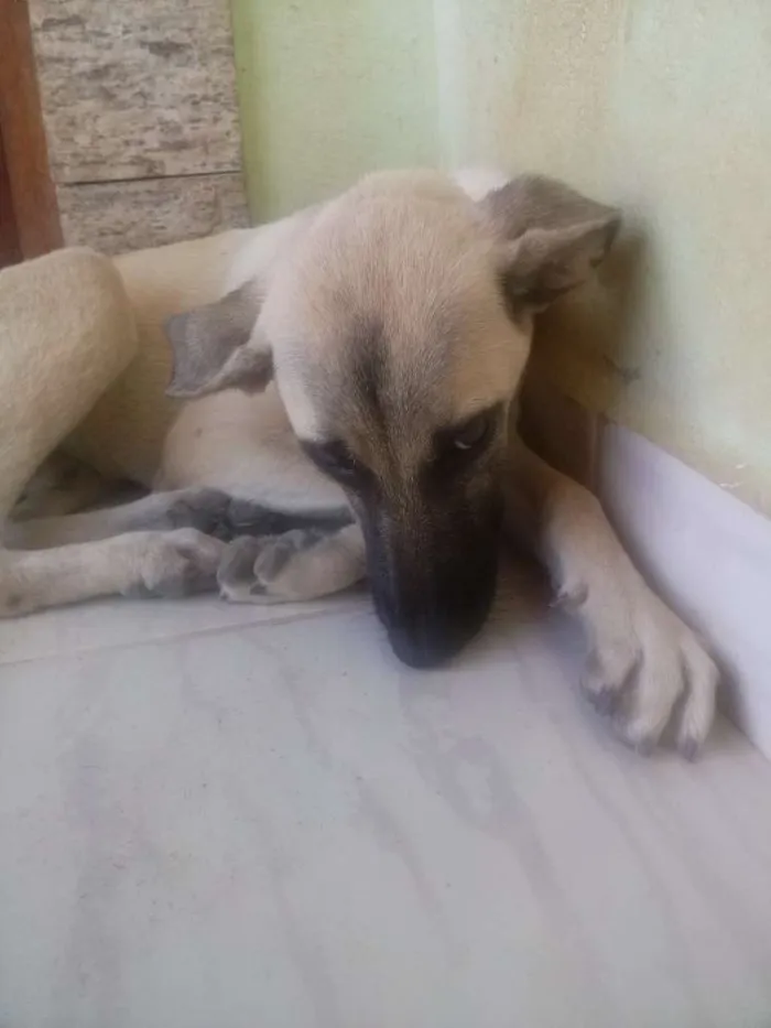 Cachorro ra a Vira lata idade 2 a 6 meses nome Branquinho