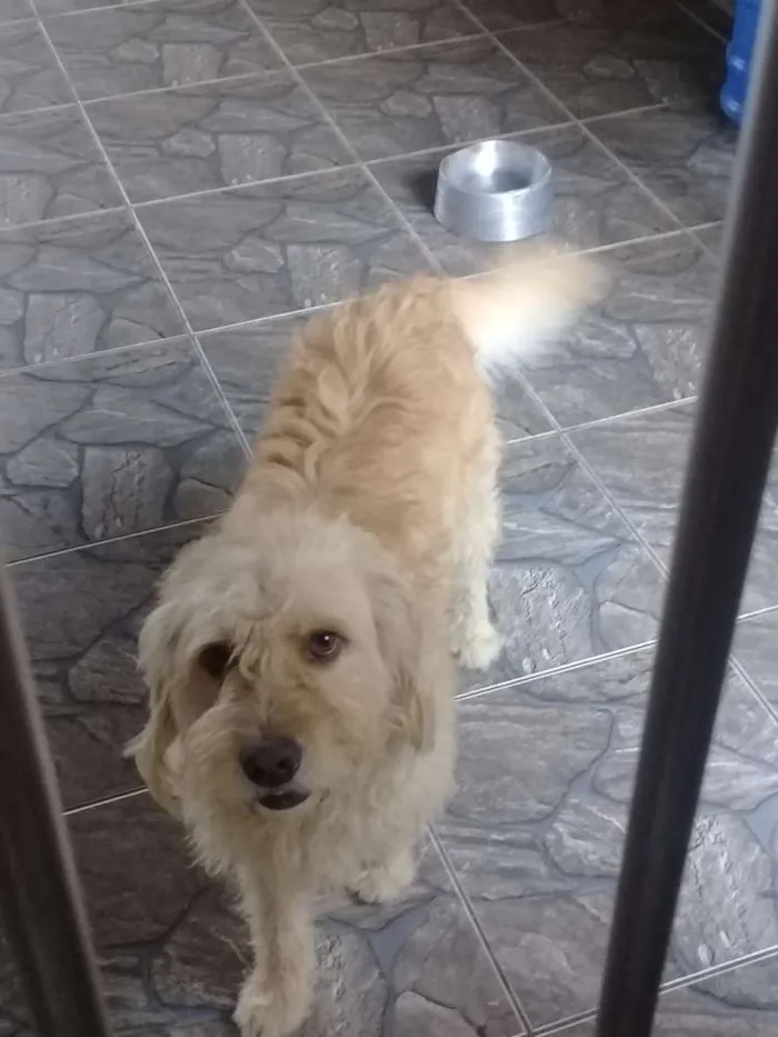 Cachorro ra a Labrador idade 3 anos nome Speaky