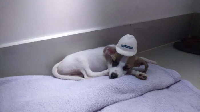 Cachorro ra a Sem Raça Definida idade 2 a 6 meses nome Quartzo