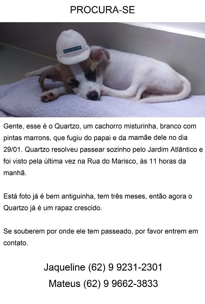 Cachorro ra a Sem Raça Definida idade 2 a 6 meses nome Quartzo