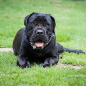 Cachorro raça Cane Corso Italiano idade 7 a 11 meses nome Thor