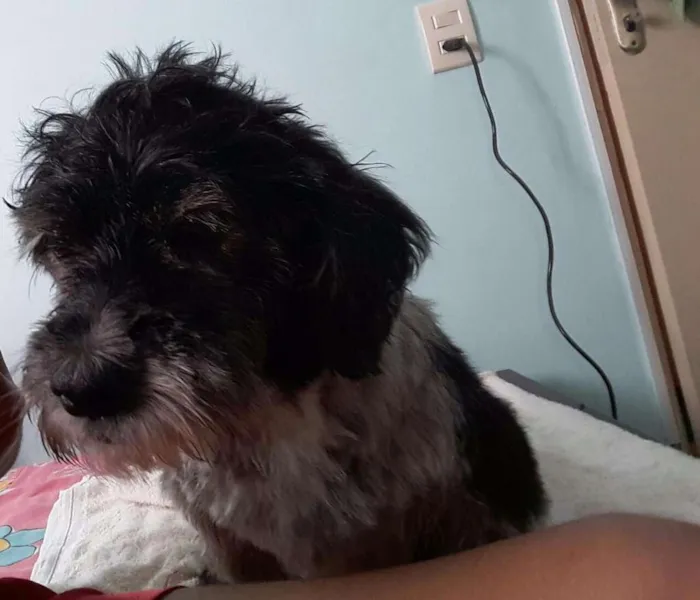 Cachorro ra a poodle  idade 2 anos nome jully