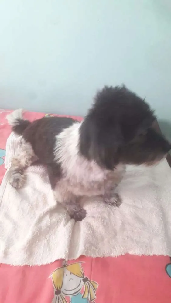 Cachorro ra a poodle  idade 2 anos nome jully