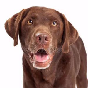 Cachorro raça Labrador idade 3 anos nome Sheick