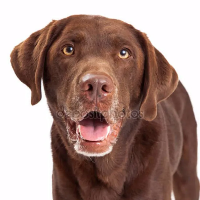 Cachorro ra a Labrador idade 3 anos nome Sheick