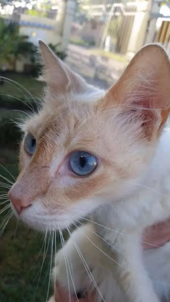 Gato ra a srd idade 1 ano nome Tom