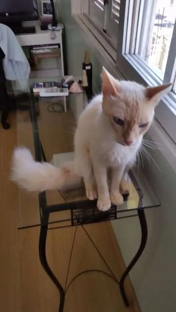 Gato ra a srd idade 1 ano nome Tom