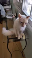 Tom