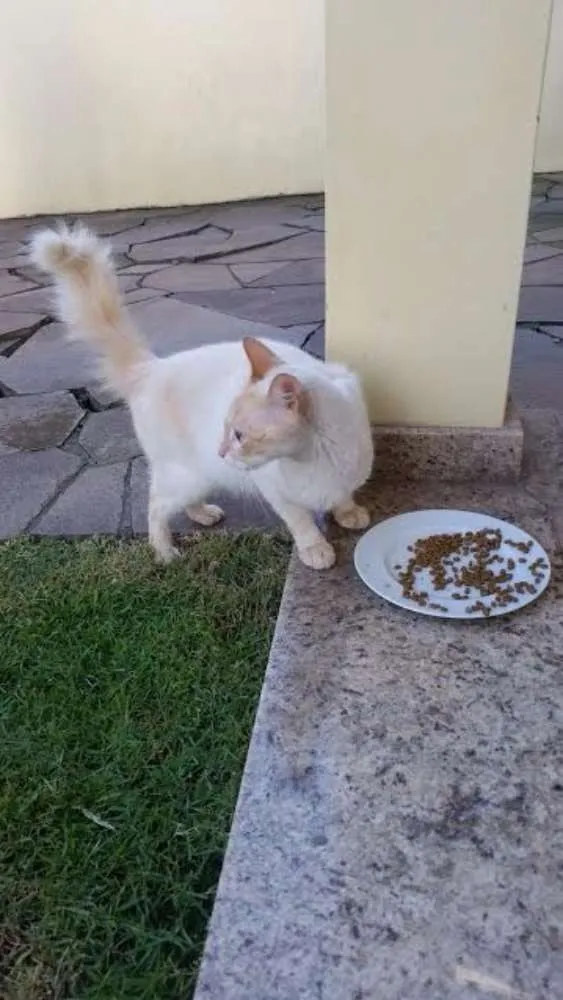 Gato ra a srd idade 1 ano nome Tom
