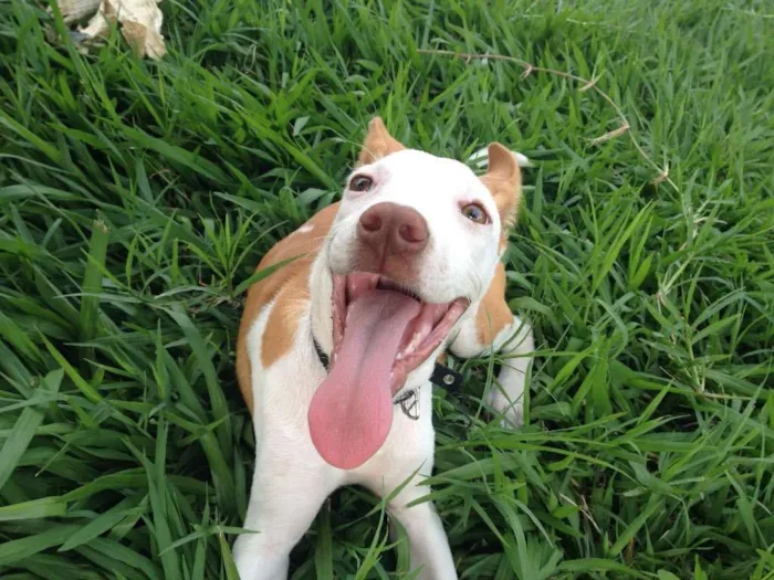 Cachorro ra a Vira-lata idade 2 a 6 meses nome Sabotage