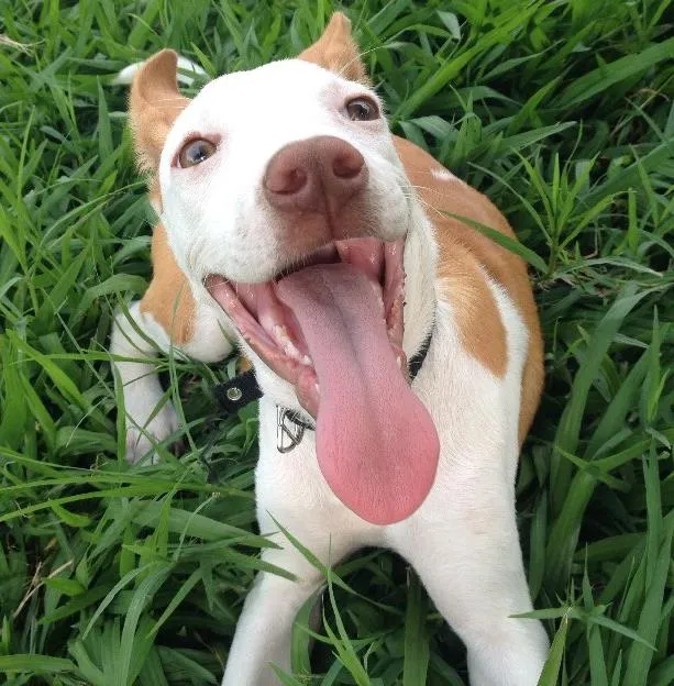 Cachorro ra a Vira-lata idade 2 a 6 meses nome Sabotage