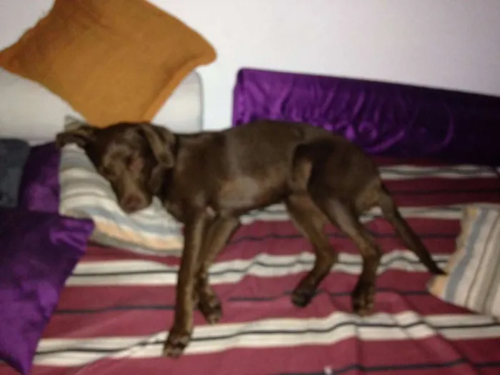Cachorro ra a labrador idade 3 anos nome Mel