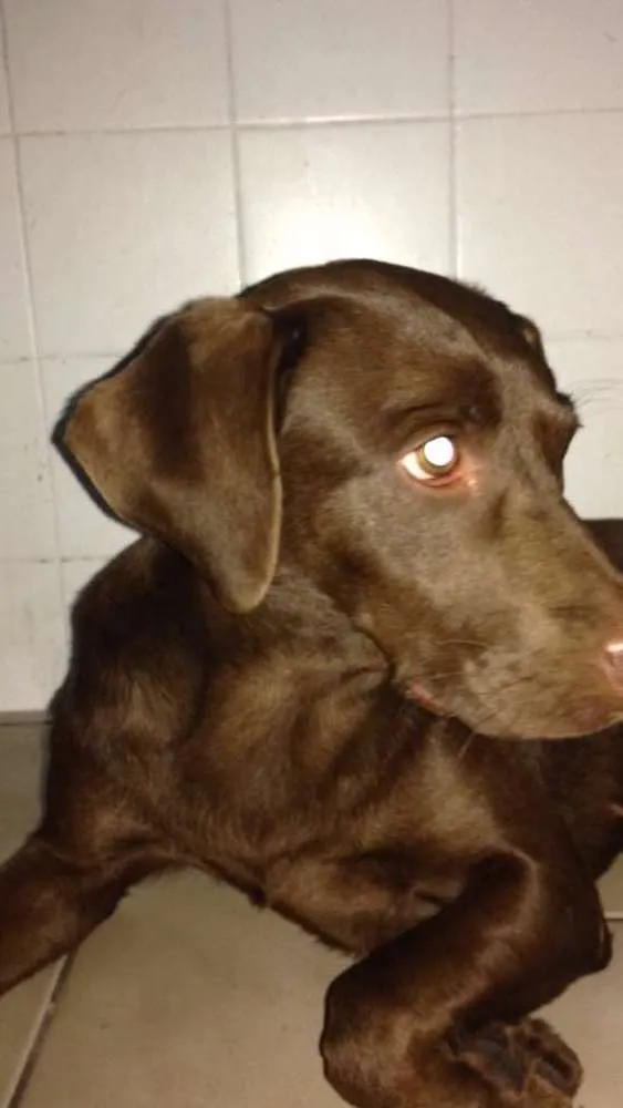 Cachorro ra a labrador idade 3 anos nome Mel