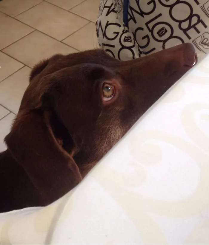Cachorro ra a labrador idade 3 anos nome Mel