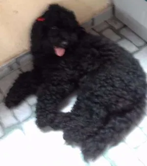 Cachorro raça Poodle pinscher idade 3 anos nome princesa e thor