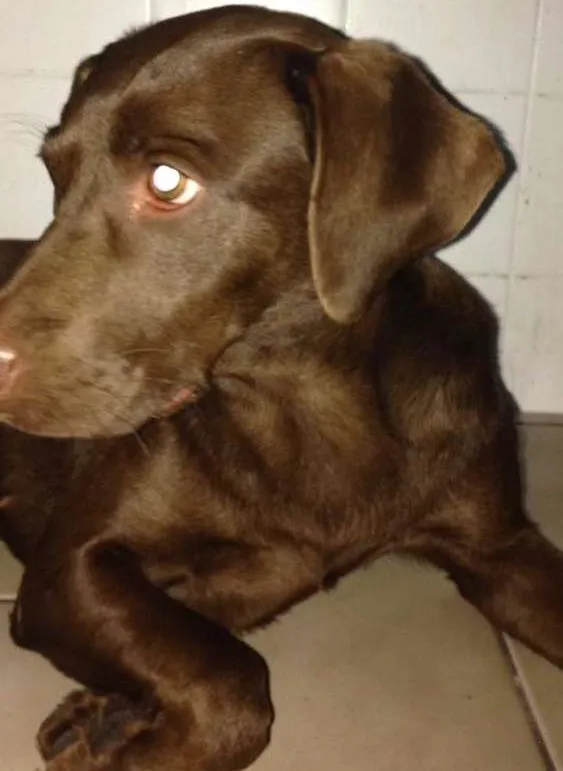 Cachorro ra a labrador idade 3 anos nome Mel