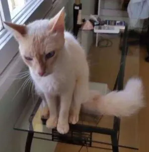 Gato raça srd idade 1 ano nome Tom