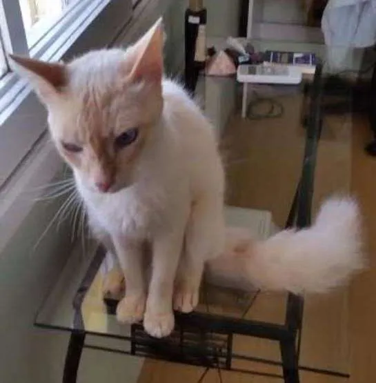 Gato ra a srd idade 1 ano nome Tom