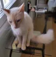 Tom