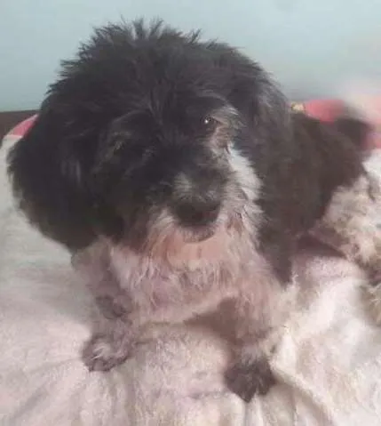 Cachorro ra a poodle  idade 2 anos nome jully
