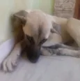 Branquinho
