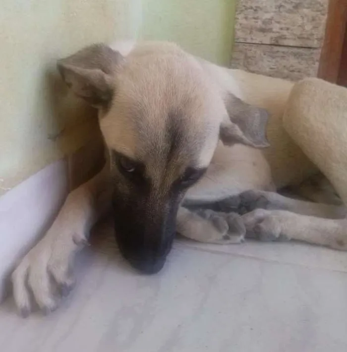 Cachorro ra a Vira lata idade 2 a 6 meses nome Branquinho