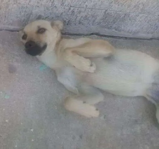 Cachorro ra a Vira lata idade 2 a 6 meses nome Espertinha