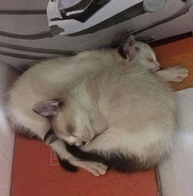 Gato ra a Indeterminado idade 2 a 6 meses nome João e Maria