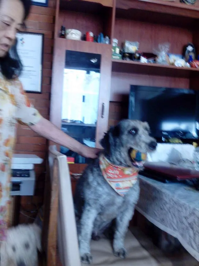 Cachorro ra a Poodle idade 5 anos nome Nati