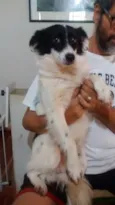 Jujuba