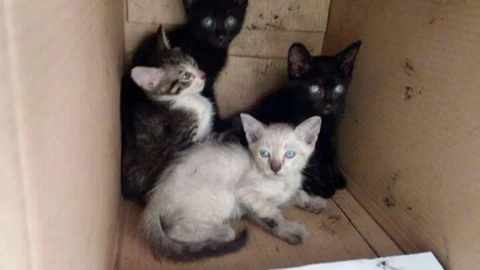 Gato raça Sem raça definida idade Abaixo de 2 meses nome Esperança,