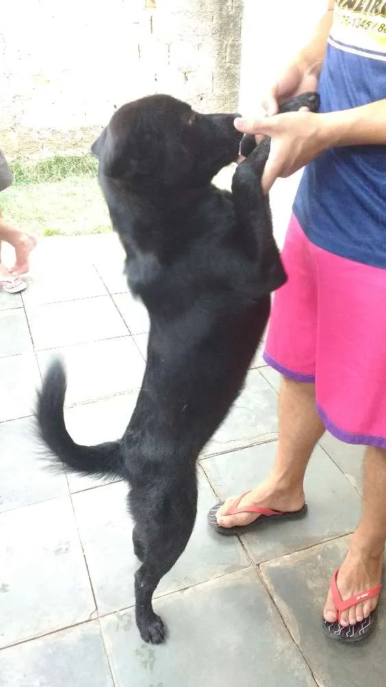 Cachorro raça Não sei idade 2 anos nome Preta