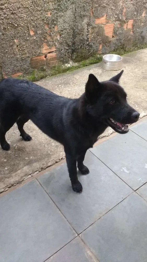 Cachorro raça Não sei idade 2 anos nome Preta