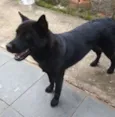 Preta