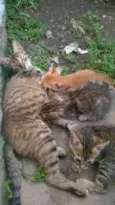 gatinhos