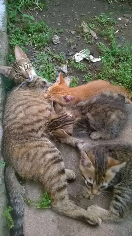 Gato ra a  idade 2 a 6 meses nome gatinhos