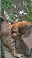 gatinhos
