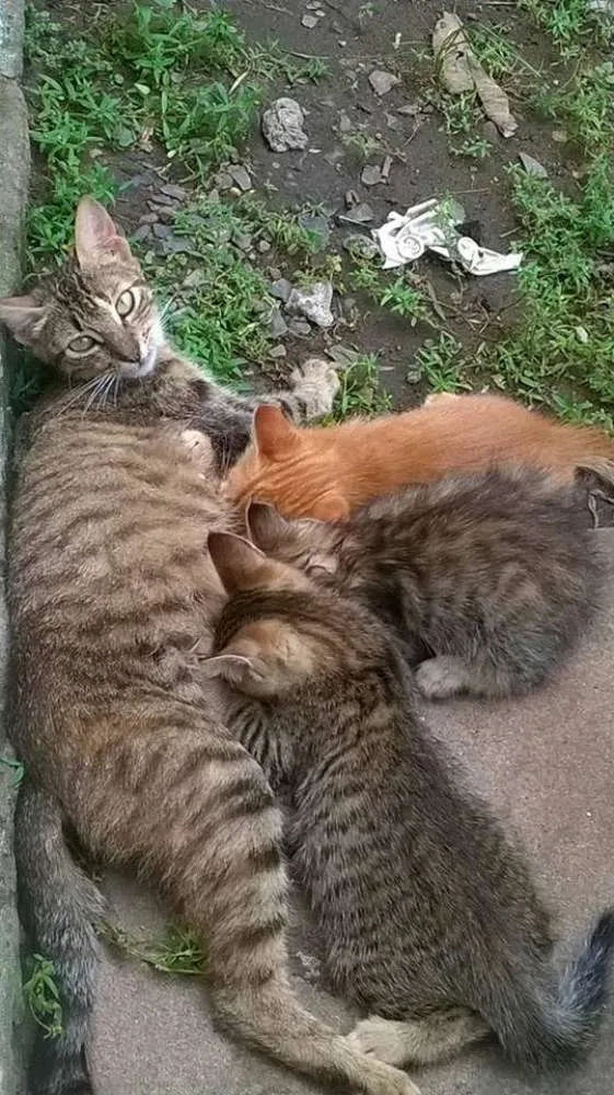Gato ra a  idade 2 a 6 meses nome gatinhos