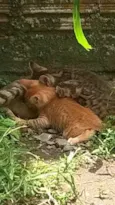 gatinhos